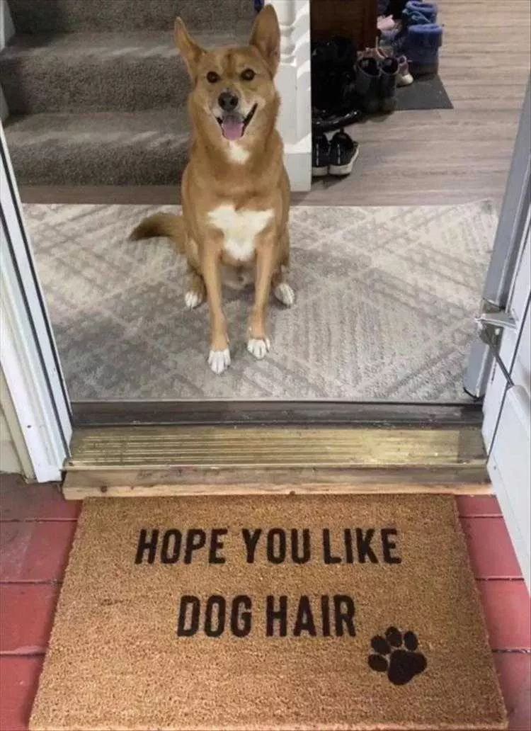 Funny Pet Memes With Captions  Dog Hair Welcome Mat