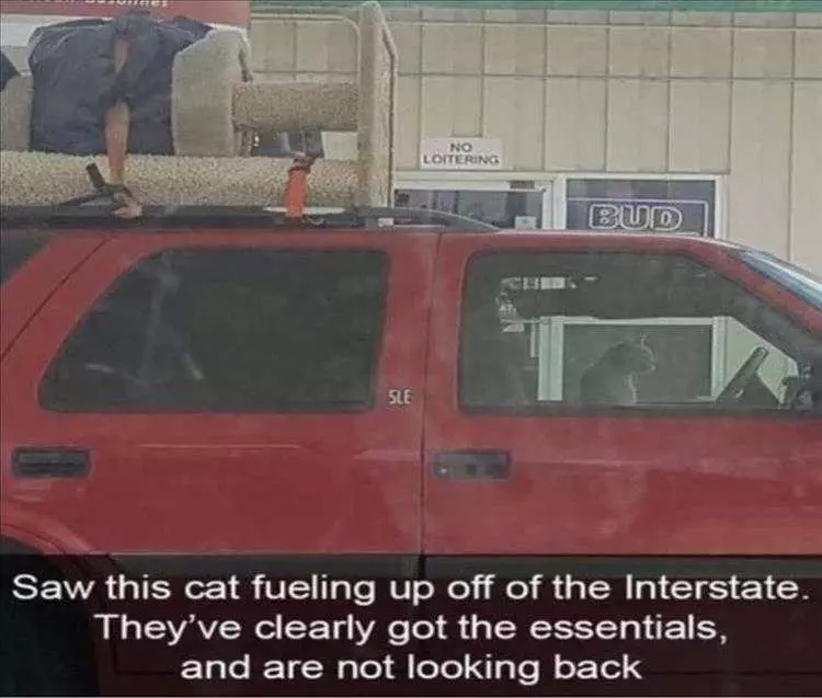Funny Pet Memes With Captions Cat Tree Travel