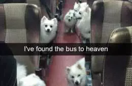 Funny Pet Memes With Captions  Bus To Heaven