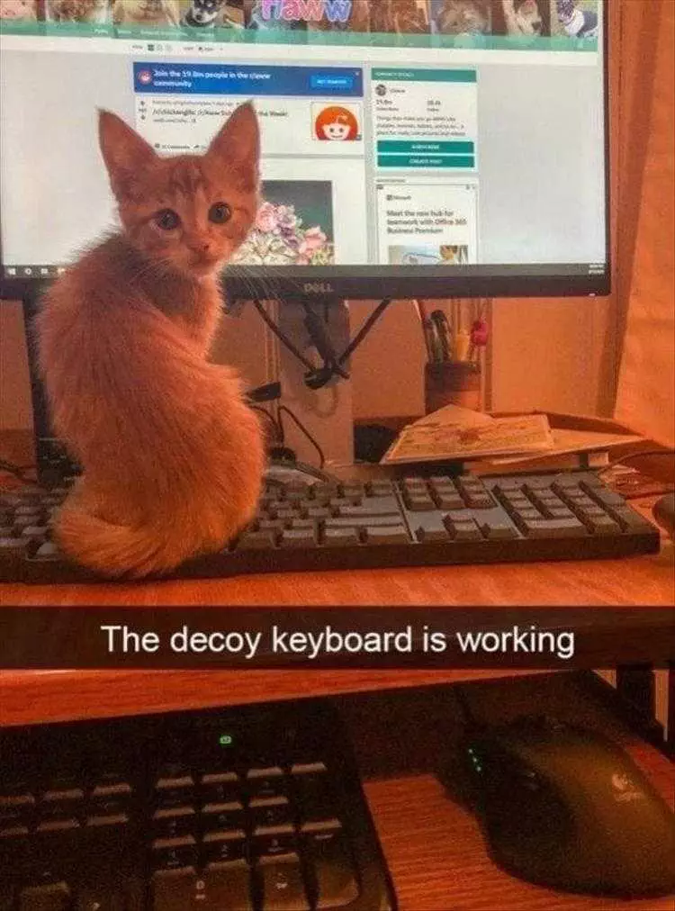 Funny Pet Memes With Captions  Decoy Keyboard