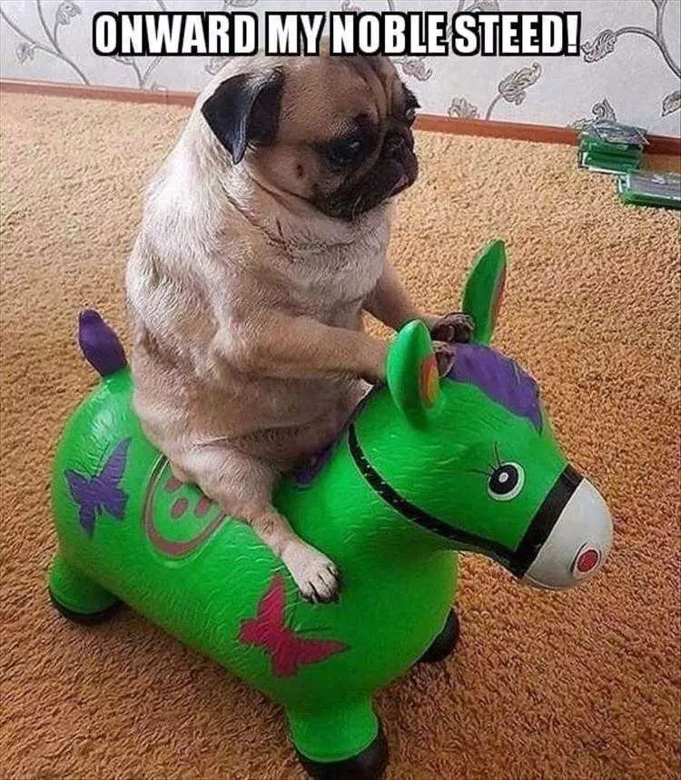 Top 23 Funny Pet Pics Of The Day  Pug Quioxte!