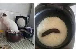 Funny Pet Pics  Brown Rice