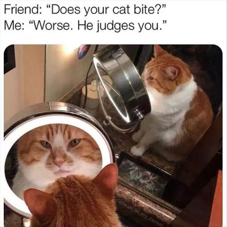Top 23 Funny Pet Pics Of The Day  Judgy Cat