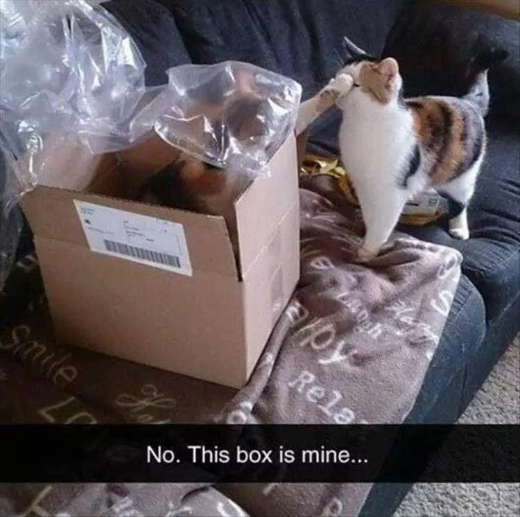 Top 23 Funny Pet Pics Of The Day  Boxing Match