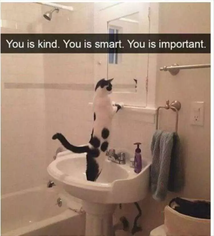 Funny Pet Pics  Motivation Talk