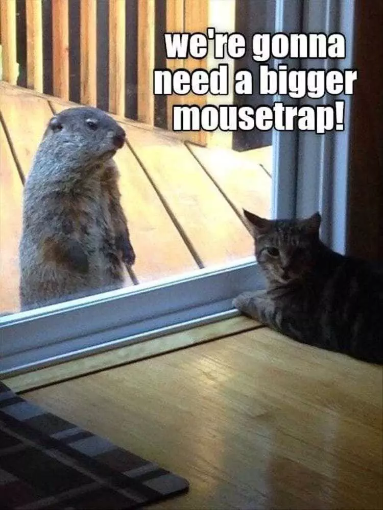 Funny Pet Pics  Bigger Mouse Trap