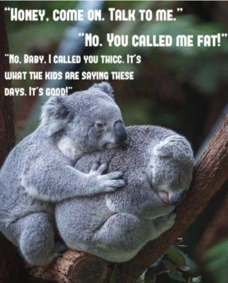 Funny Pet Pics  Koala Comfort