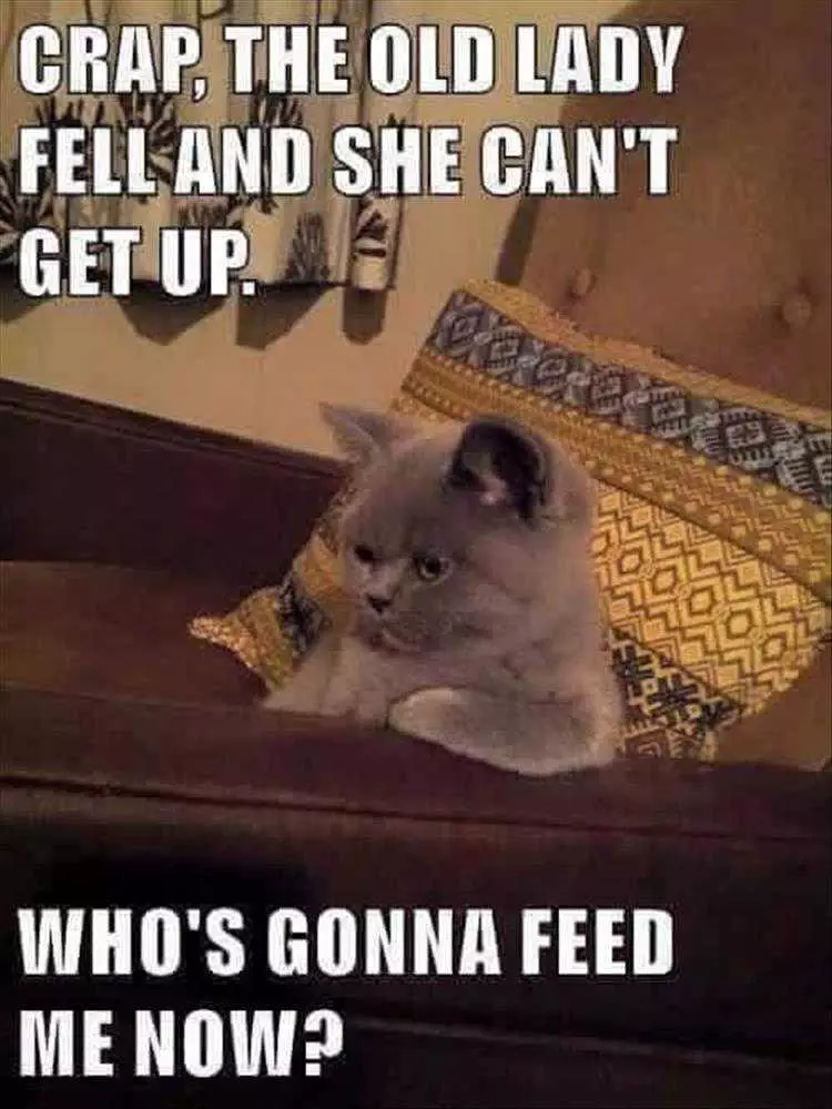 Funny Animal Photos  Cat Eats Owner Story