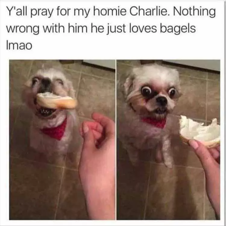 Funny Dog Photo  Crazy For Bagels