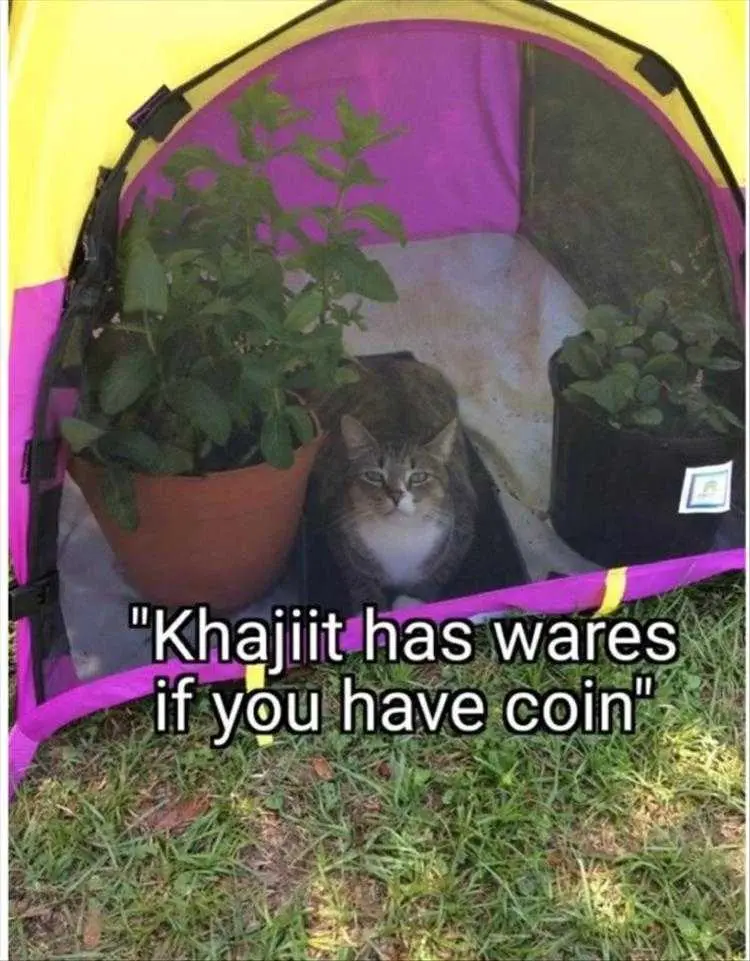Funny Animal Photos Cat Salesman