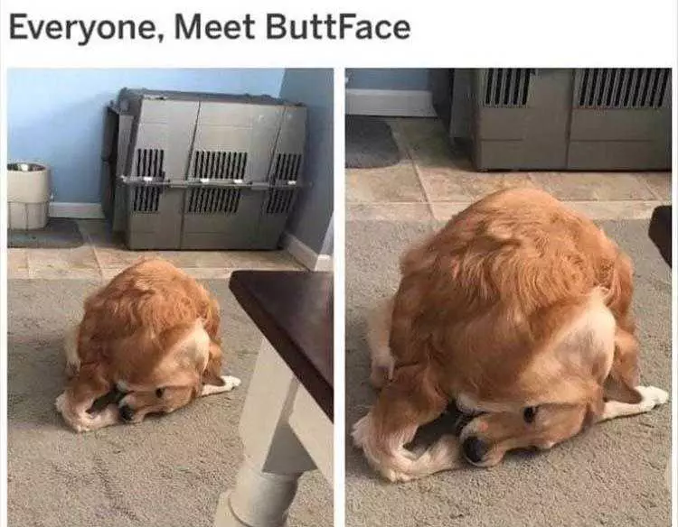 Funny Dog Photo  Buttface
