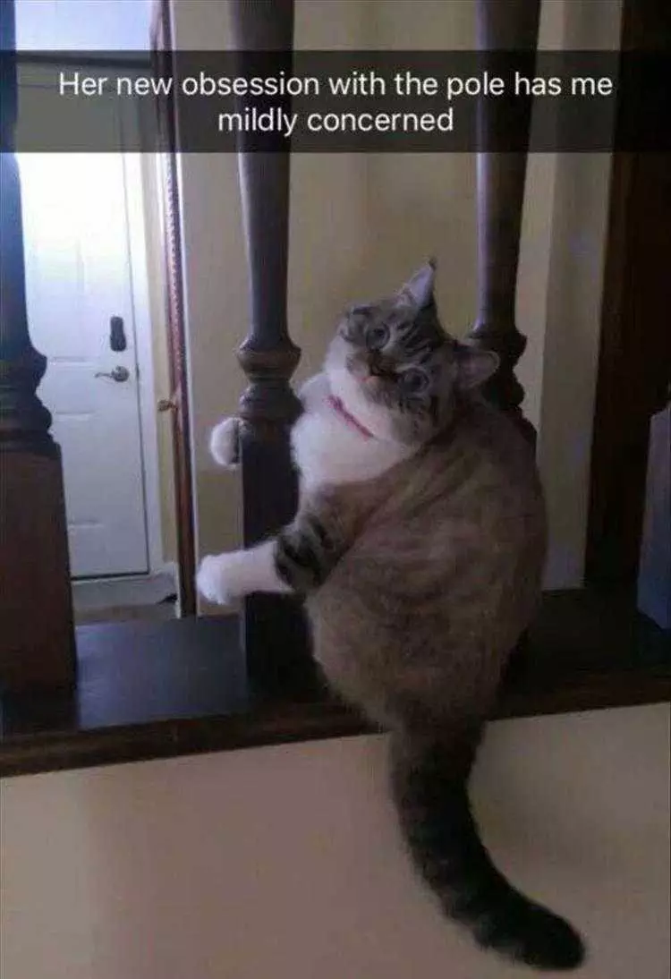 Funny Animal Photos  Pole Dancing Cat