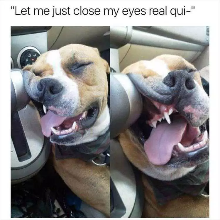 Funny Dog Photo Dog Napping