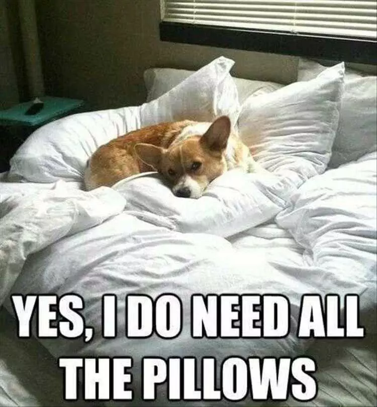 Funny Dog Photos  Dog Needs Pillows