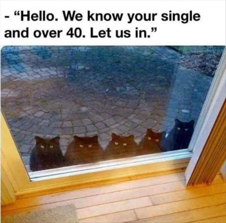 Very Funny Animal Memes Cat Lady Detector