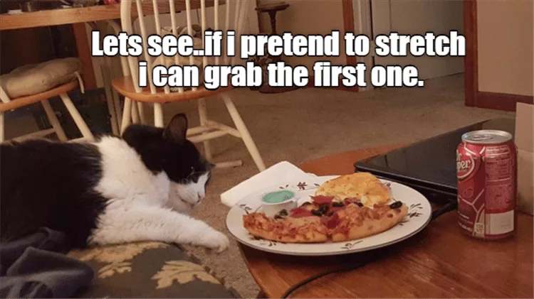 Very Funny Cat Memes  Sneaky Stretch