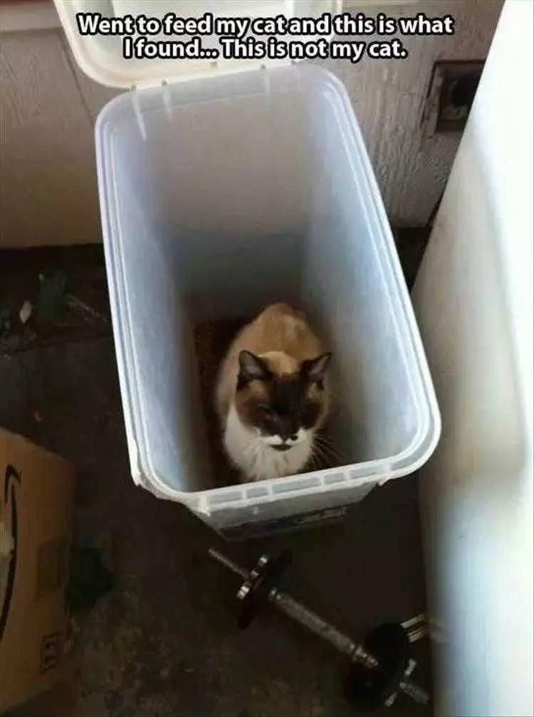 Very Funny Cat Memes  Stray Cat In A Box