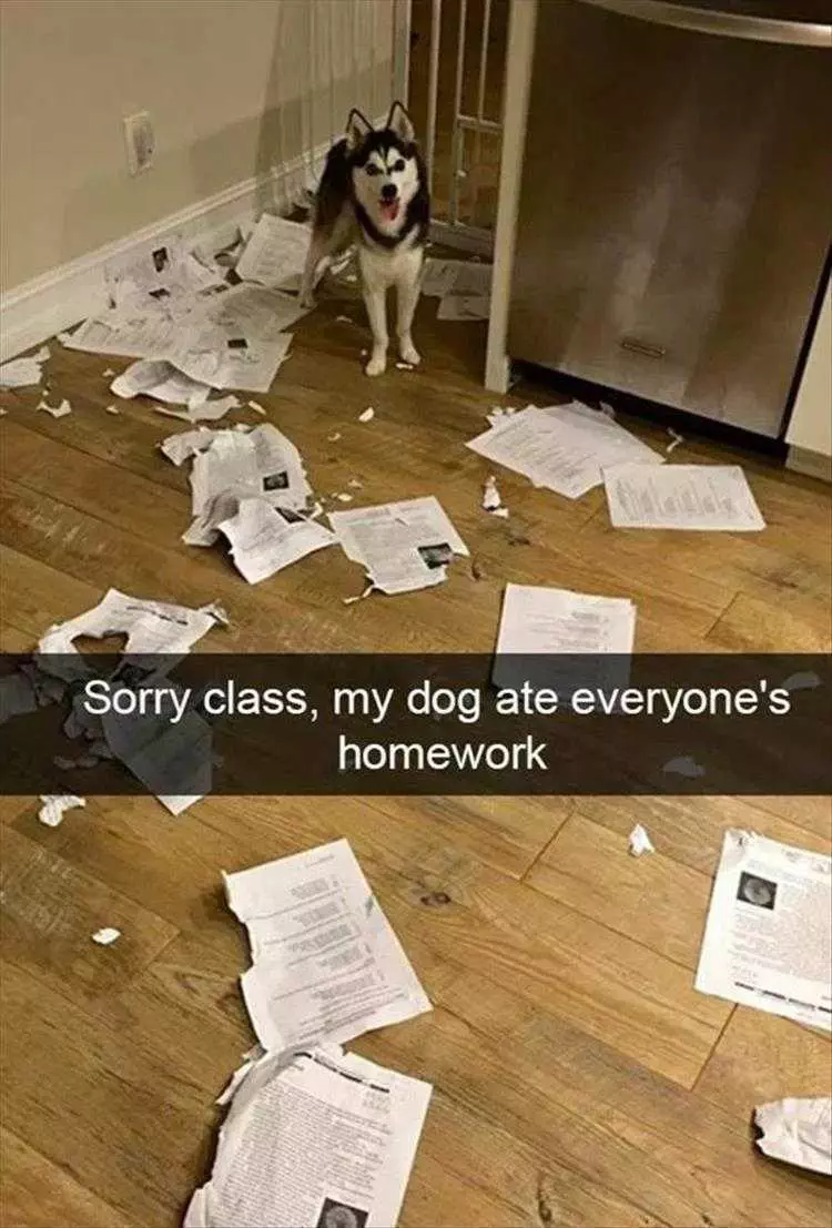 Very Funny Animal Memes  Dog Ate Homework