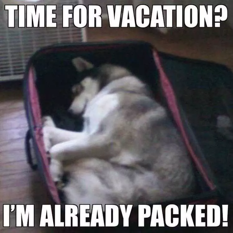 Very Funny Animal Memes  Packed For Vacation