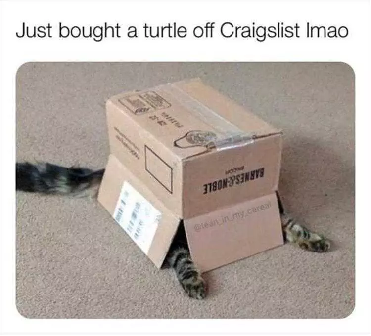 Very Funny Cat Memes  Turtle