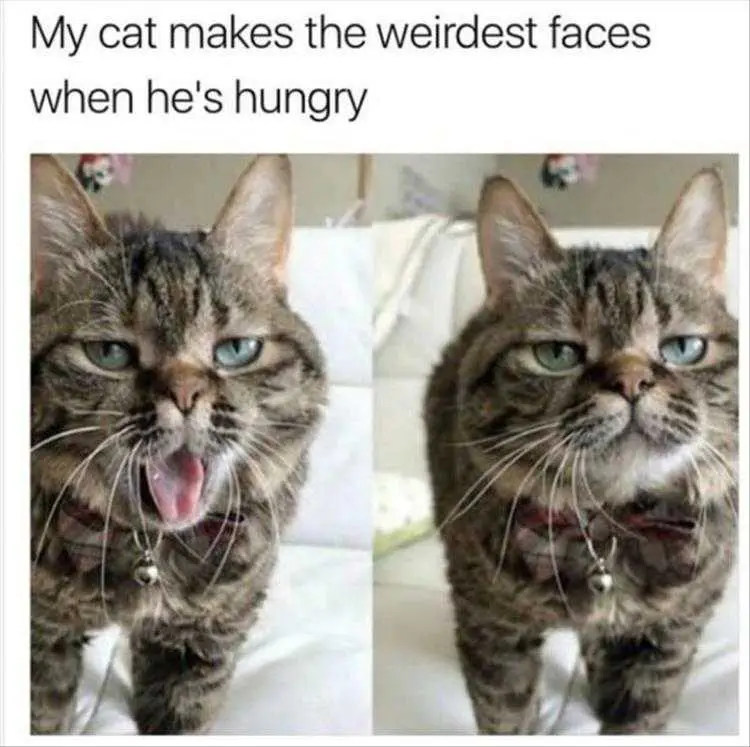 Very Funny Cat Memes The Look Of Hangry
