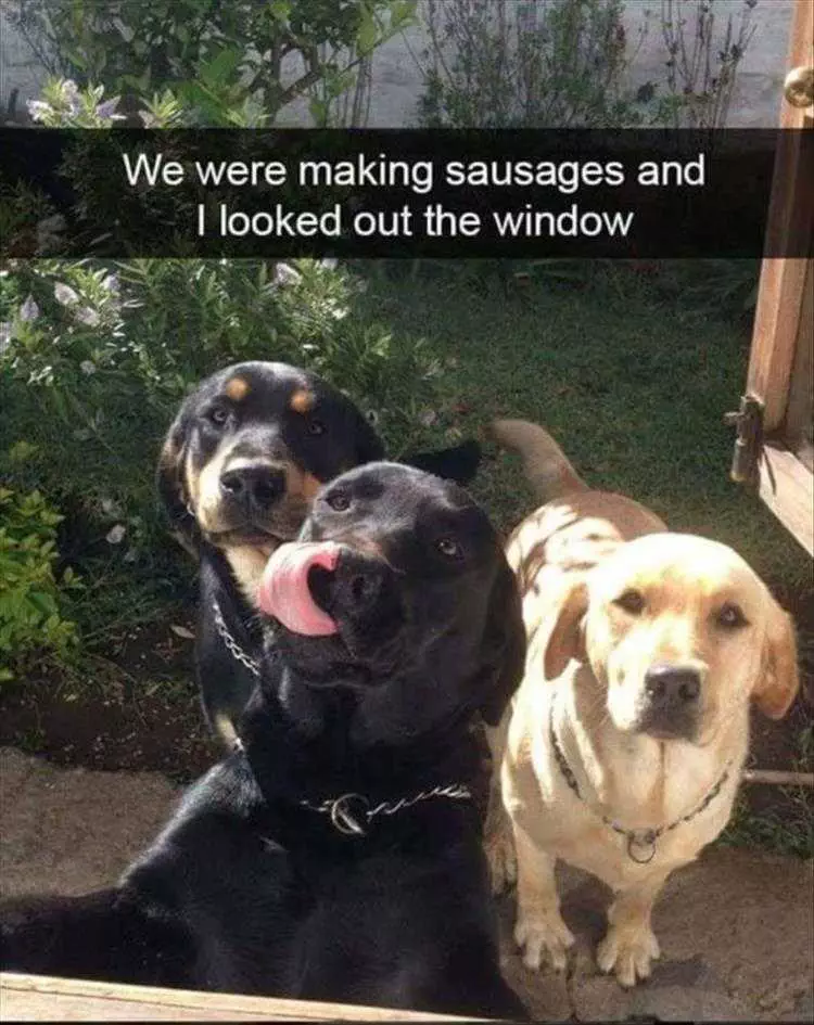 Very Funny Animal Memes  Sausage Detected...