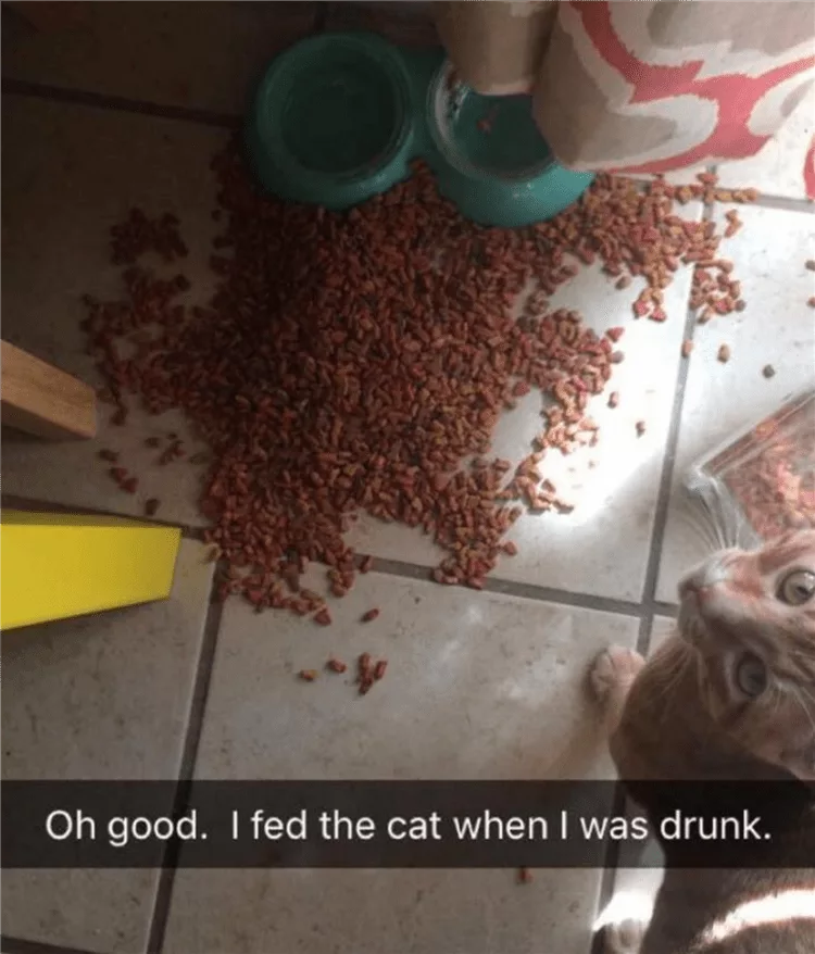 Hilarious Animal Memes  Drunken Cat Feeding