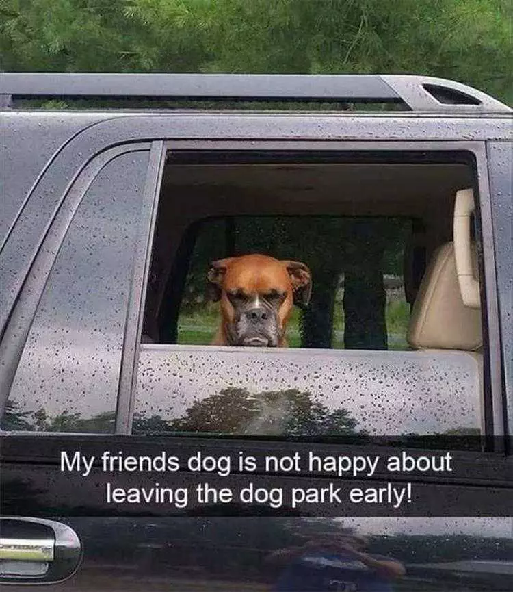 Hilarious Dog Meme  Angry Dog