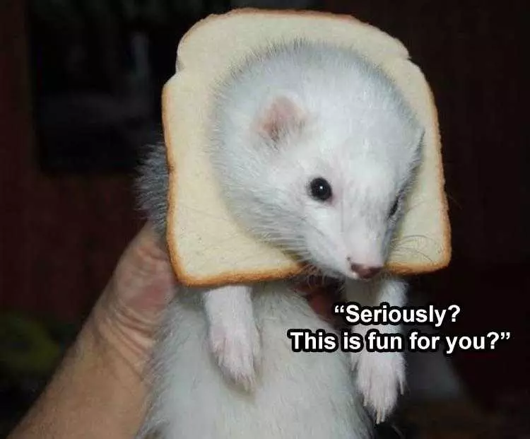 Hilarious Mouse Memes  Mouse In Bread