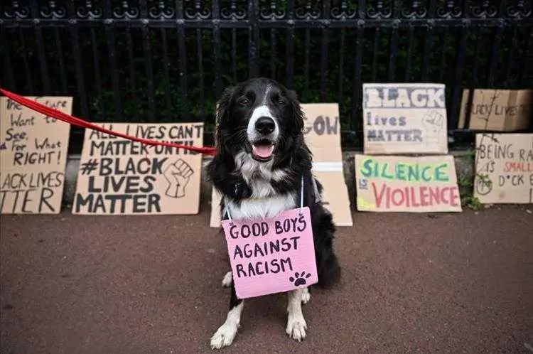 Hilarious Mouse Memes  Dog Protestor