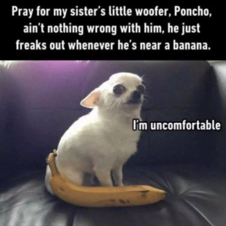 Hilarious Mouse Memes  Dogs And Bananas Like Cats And Cucumbers