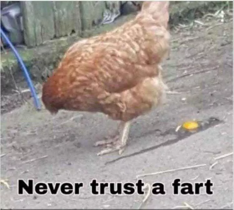 Hilarious Chicken Memes  Farted A Little Too Hard