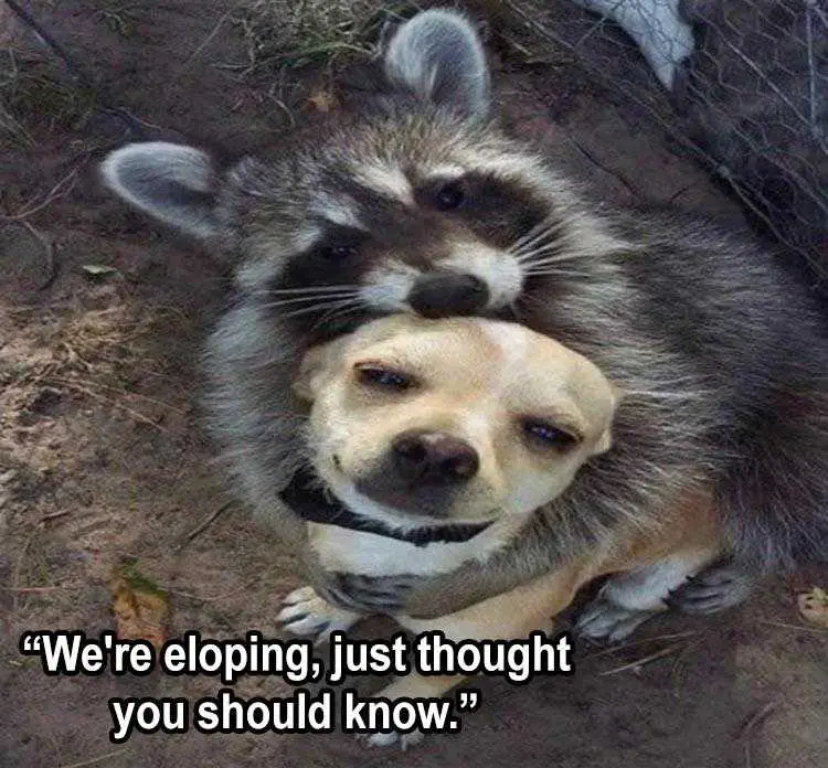 Hilarious Animal Memes Raccoon Dog Love