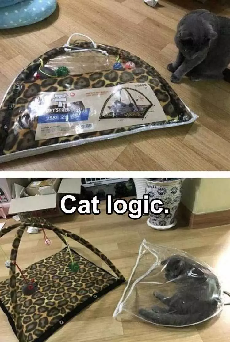Funny Cat Meme With Captions  Love Of Plastic