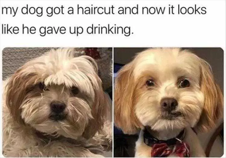 Funny Animal Memes With Captions  Dog Haircut
