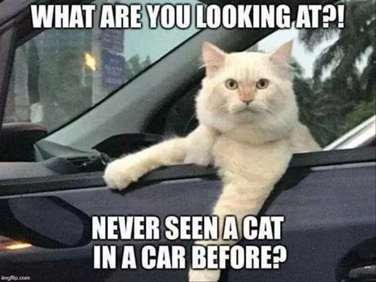 Funny Animal Memes With Captions  Cat In A Car