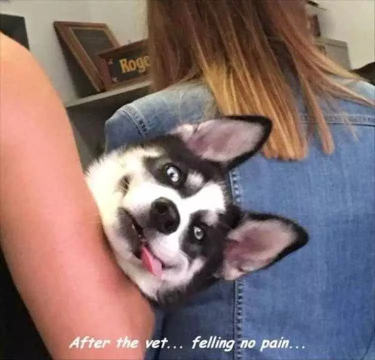 Funny Dog Memes With Caption  High On Drugs