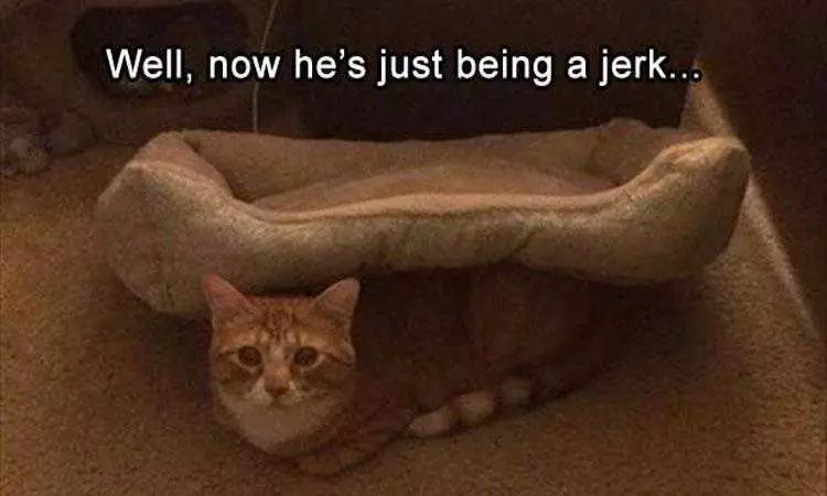 Funny Cat Memes With Caption  Cat Bed Abuse