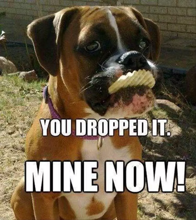 Funny Dog Memes With Caption  5 Second Rule