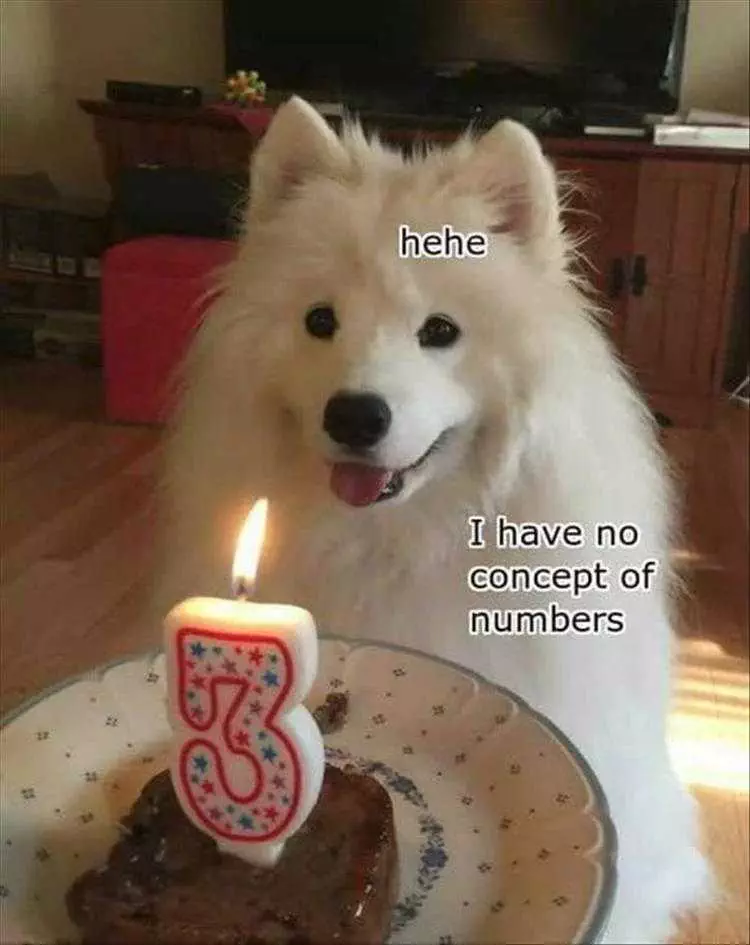 Funny Dog Memes With Caption  No Idea What 3 Means