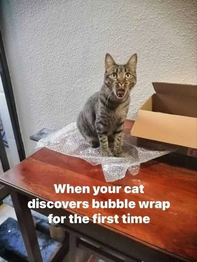 Funny Animal Memes For Kids Cat On Bubble Wrap