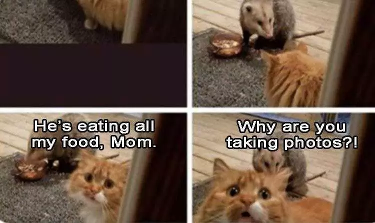 Top 30 Funny Animal Memes Of The Day 5Fda20E13D086