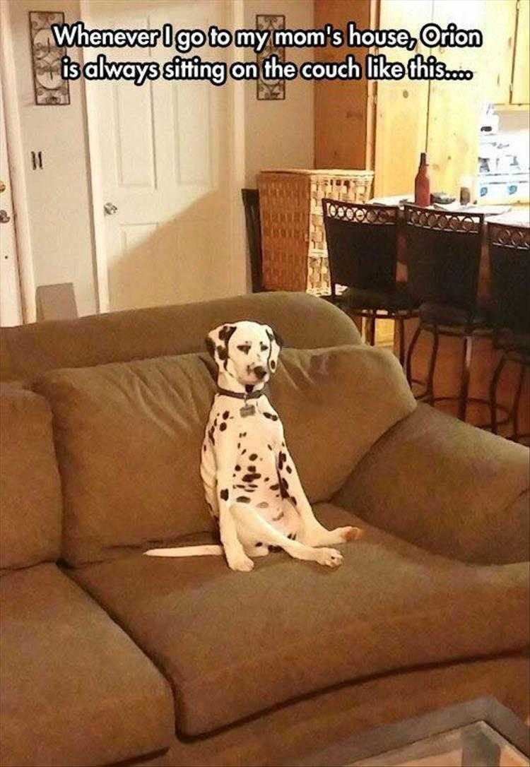 Funny Animal Memes For Kids Just Like Brian