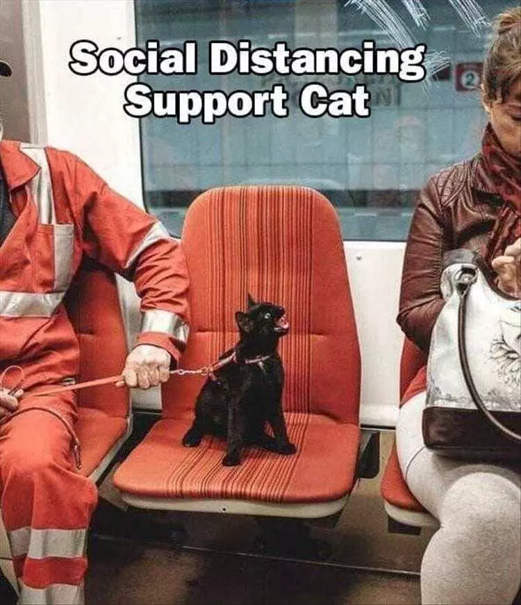 Funny Animal Memes For Kids Social Distancing Enforcer