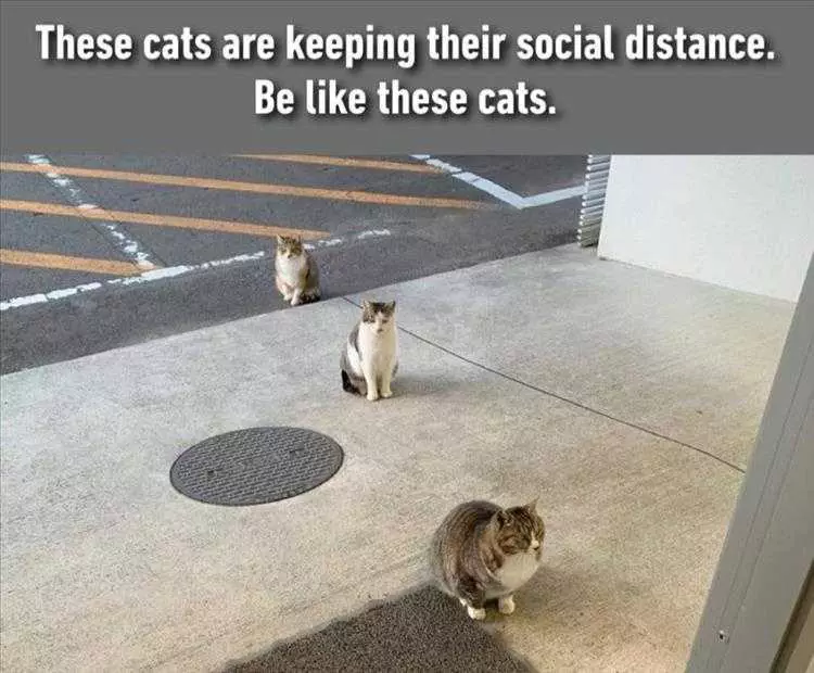 Funny Animal Memes For Kids Know The Rules