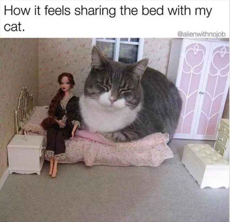 Funny Animal Memes For Kids Cat Sharing Bed
