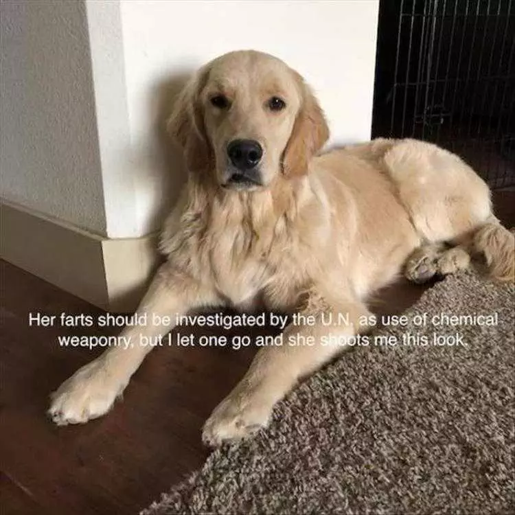 Funny Animal Memes For Kids Sense Of Smell