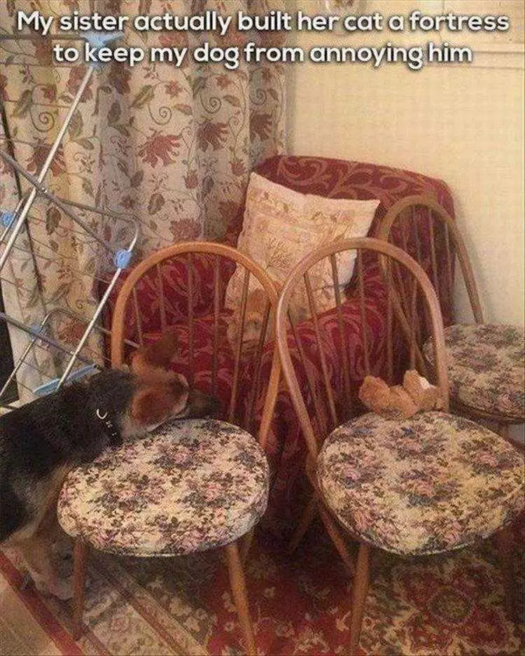 Funny Animal Memes For Kids Cat Fortress