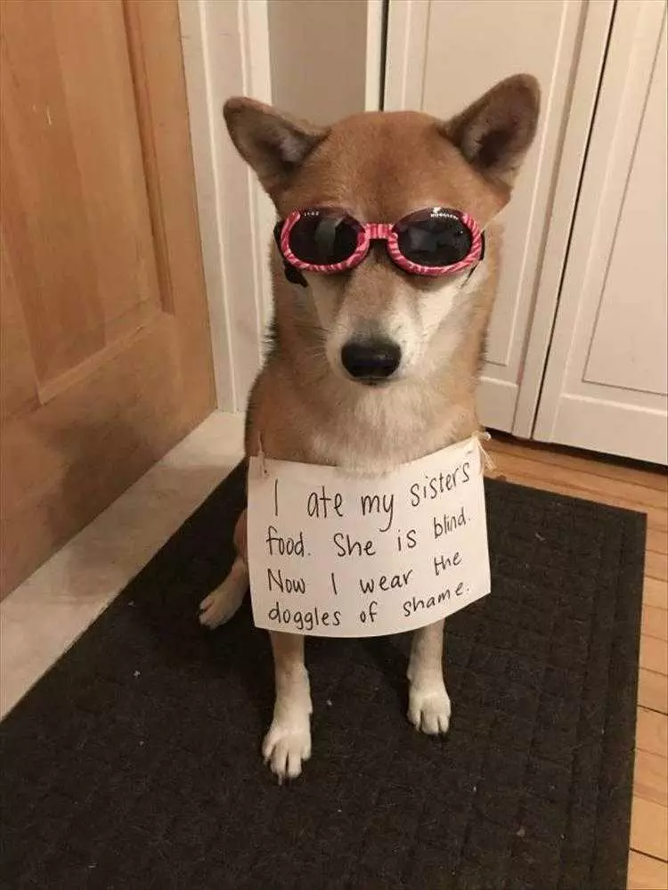 Funny Animal Memes For Kids Dog Shaming