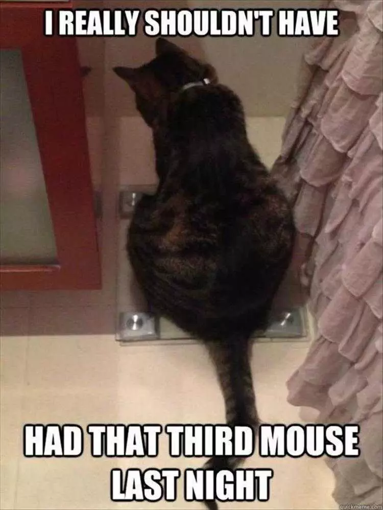 Funny Animal Memes For Kids Overeating